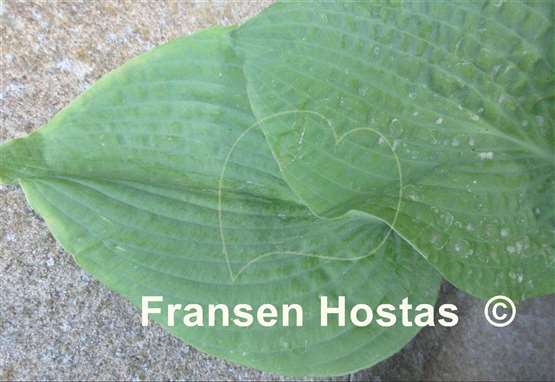 Hosta Step Brother